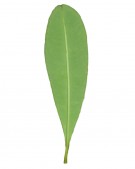 Live Plant Image