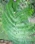 Live Plant Image