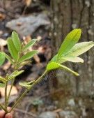 Live Plant Image