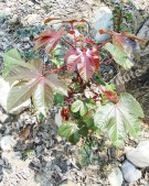 Live Plant Image