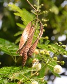 Live Plant Image