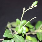 Live Plant Image