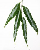 Live Plant Image