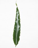 Live Plant Image