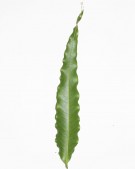 Live Plant Image